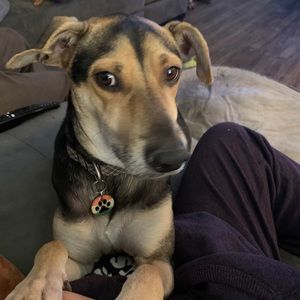 Meet your Posher, Taline